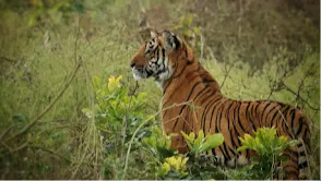 Jim Corbett National Park